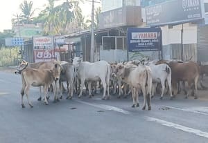  கிழக்கு கடற்கரை சாலையில் திரியும் மாடுகளால் அபாயம்