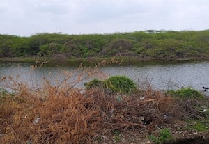  திருவாடானையில் துார்வாரப்படாத கண்மாய்கள்: வீணாகும் மழை நீர்