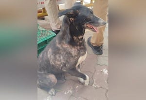 ராமநாதபுரத்தில் நாய்களின் தொல்லை ﻿ அதிகரிப்பு:  புகார் அளித்தாலும் நடவடிக்கை இல்லை 