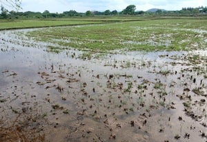  தொடர் மழைக்கு நிரம்பிய வயல்கள்: விவசாயிகள் மகிழ்ச்சி