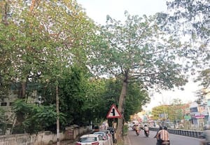  காற்றில் பறக்கும் இலவம் பஞ்சு தட்டாஞ்சாவடியில் மக்கள் அவதி