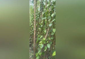 அதிகரிக்க என்ன வழி: நான்கில் ஒரு பங்கு அளவாக சுருங்கிய வெற்றிலை விவசாயம்: புவிசார் குறியீடு பெற்றும் முன்னேற்றமில்லாத விவசாயிகள்