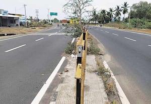 நெடுஞ்சாலை நடுவில் வளர்ந்துள்ள மரங்களை அகற்ற வலியுறுத்தல்
