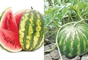  சத்தீஸ்கரில் தர்பூசணி சாப்பிட்ட 15 வயது சிறுவன் உயிரிழப்பு