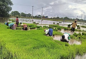 விவசாய பணிகளில் ஆட்கள் பற்றாக்குறை: வெளி மாவட்ட தொழிலாளர்கள் ஈடுபாடு