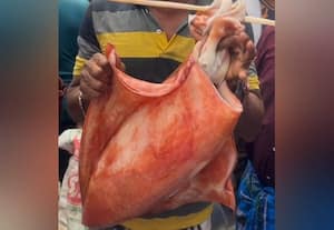  பாம்பன் மீனவர் வலையில் ராட்சத கணவாய் சிக்கியது