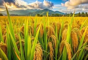Minimum support price for paddy increased by Rs. 72