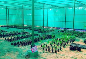  கடம்பத்துார் 'பீனிக்ஸ்' நாற்றங்கால் பண்ணை திட்டம்... முடக்கம்  எச்.ஐ.வி., பாதிக்கப்பட்டோர் வாழ்வாதாரம் கேள்விக்குறி