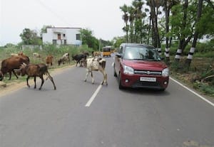 ஏனாத்துார் சாலையில் திரியும் பசு மாடுகள்: விபத்தில் சிக்கும் வாகன ஓட்டிகள்