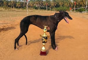  கோவையில் செல்லப்பிராணிகள் திருவிழா  