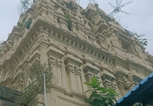  கோபுரத்தில் வளர்ந்துள்ள செடிகளால் சிற்பங்கள் சேதமாகும் அபாயம்