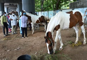  குதிரை இறப்பு எதிரொலி சென்னை முழுதும் ஆய்வு