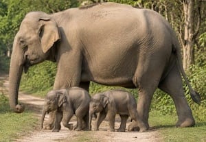  உத்தரகண்ட் புலிகள் காப்பகத்தில் இரட்டை யானை குட்டிகள் பிறப்பு