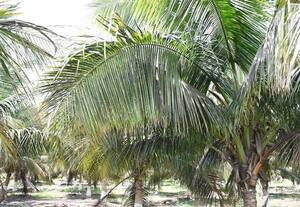 வெள்ளை ஈக்களை கட்டுப்படுத்த மேலாண்மை தோட்டக்கலைத்துறை அட்வைஸ்
