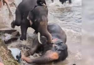 கர்நாடகாவில் யானைகள் சண்டையில் விபரீதம்; சென்னை பெண் உடல் நசுங்கி பலி