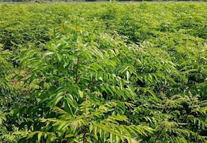  செங்காம்பு கறிவேப்பிலைக்கு புவிசார் குறியீடு வழங்குவதில் தாமதம் ஏன்?