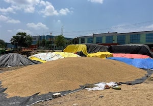   அரசு நெல் கொள்முதல் நிலையங்களில் தேக்கம்...  7 லட்சம் மூட்டைகள்! :லாரி உரிமையாளர்கள் ஒத்துழைக்காததால் சிக்கல்