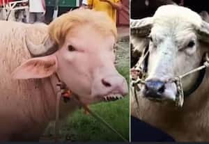 அமெரிக்க அதிபர் டிரம்ப் தோற்றத்தில் எருமை