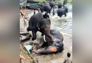 Marthanda elephant death, which caused the death of a woman in Chennai