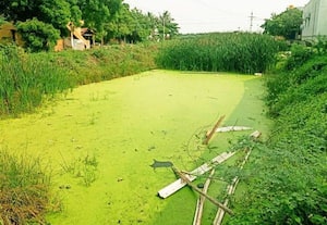  கழிவு நீர் தேங்கி துர்நாற்றம் வீசும் கண்மாய் வரத்துக் கால்வாய்