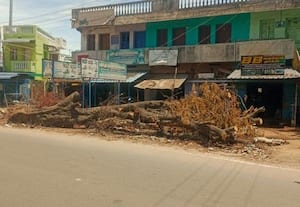  நடைபாதையில் முறிந்த மரம் அச்சத்தில் வாகன ஓட்டிகள்