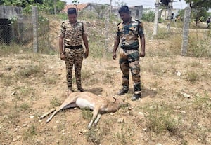  நாய்கள் கடித்து 2 மான்கள் பலி