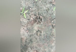  அச்சம் வேண்டாம்! அவிநாசி அருகே சிறுத்தை நடமாட்டம் இல்லை... ஆய்வு மேற்கொண்ட வனத்துறையினர் திட்டவட்டம்