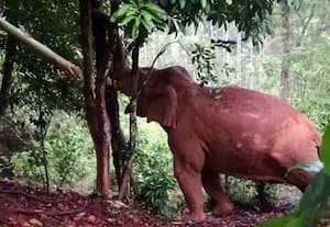  மரங்களை சாய்த்து வரும் கட்டை கொம்பன் அச்சத்தில் அய்யன்கொல்லி பகுதி மக்கள்