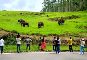  மாட்டுப்பட்டி அணையில் காட்டு யானைகள் முகாம்