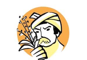 ↓மலையடிவாரத்தில் கைவிடப்படும் மா விவசாயத்தால் l  பரிதவிப்பு  சேதமாக்கும் வனவிலங்குகளால் தவிக்கும் விவசாயிகள்