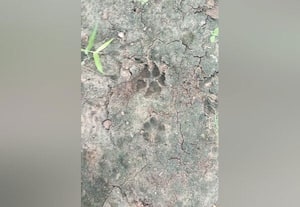 அச்சம் வேண்டாம்! அவிநாசி அருகே சிறுத்தை நடமாட்டம் இல்லை... ஆய்வு மேற்கொண்ட வனத்துறையினர் திட்டவட்டம்