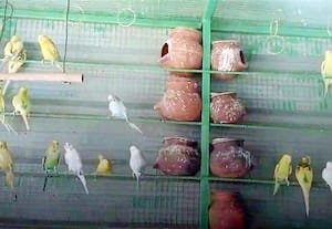  பறவைகள் மீது அன்பு காட்டும் நெசவாளர் முருகேஷ்!