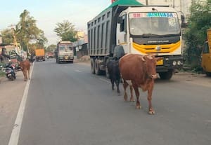  சாலையில் உலவும் மாடுகளால் விபத்து அபாயம்