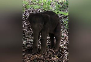  காயமடைந்த குட்டி யானையை தாய் யானை மீட்டது