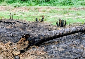 மானாமதுரை, இளையான்குடி கண்மாய்களில் பனை மரங்கள் எரிப்பு