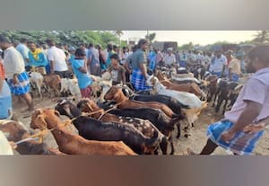  நத்தம் ஆட்டுச்சந்தையில் ரூ.2 கோடிக்கு விற்பனை பக்ரீத் பண்டிகையால் களைகட்டியது
