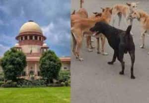  தெருநாய்கள் தொல்லை :சுப்ரீம் கோர்ட் நெத்தியடி!