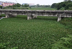  ஆகாய தாமரை அகற்றம், கொசு ஒழிப்பில் பின்னடைவு பகிங்ஹாம் கால்வாய், அடையாறு ஆறு துாய்மை பணி மந்தம்