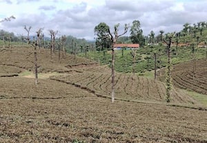  தென்மேற்கு பருவமழை பெய்வதால் தேயிலை செடிகளில் கவாத்து பணி
