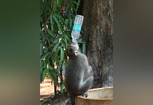  தண்ணீருக்காக சுற்றி சுற்றி வந்த ஜீவன்