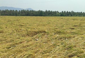  சேத்துாரில் காற்றில் சாய்ந்த நெற்பயிர்கள்