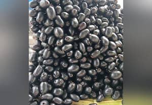  ஆந்திர நாவல் பழம் விற்பனை
