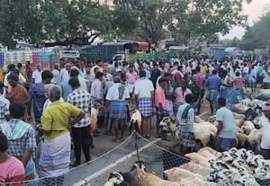  அத்தியூர் வார சந்தையில் ரூ. 1.5 கோடிக்கு ஆடுகள் விற்பனை