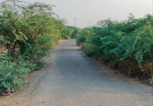  ரோட்டோர சீமை கருவேல மரங்களால் அச்சம்