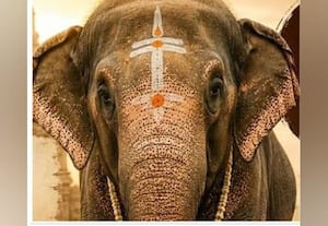  லட்சுமி யானையை இடம் மாற்றியதால் பக்தர்கள் அதிருப்தி