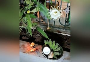  பூத்தது பிரம்ம கமலம் பூஜை செய்து வழிபாடு