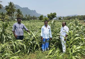  சேதமடைந்த மக்காசோள வயல்கள் வேளாண் அதிகாரி திடீர் ஆய்வு