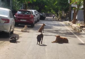  நெசப்பாக்கத்தில் நாய்கள் தொல்லை