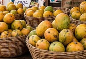 Japan bans Indian mangoes after pest-control lapses found at export facilities