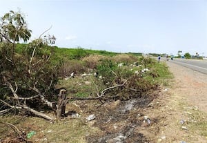  நான்கு வழிச்சாலையில் மரங்கள் வெட்டி சாய்ப்பு வாகன ஓட்டுனர்கள் அதிர்ச்சி
